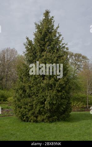 Neuer Frühling Wachstum auf einem Morinda oder West Himalaya Fichte Baum (Picea smithiana) in einem Garten in ländlichen Devon, England, Großbritannien Stockfoto