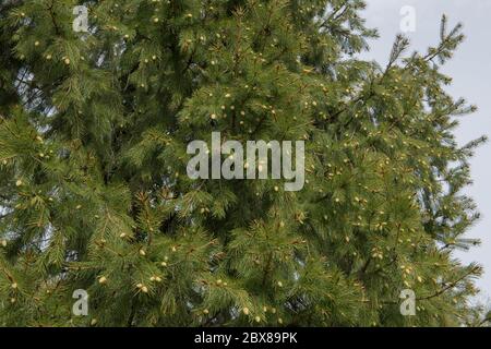 Neuer Frühling Wachstum auf einem Morinda oder West Himalaya Fichte Baum (Picea smithiana) in einem Garten in ländlichen Devon, England, Großbritannien Stockfoto