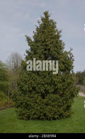 Neuer Frühling Wachstum auf einem Morinda oder West Himalaya Fichte Baum (Picea smithiana) in einem Garten in ländlichen Devon, England, Großbritannien Stockfoto