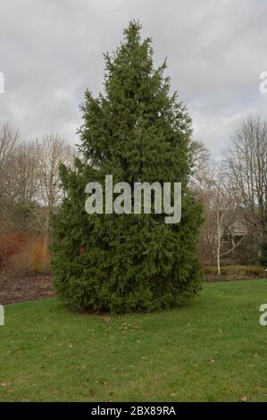 Neuer Frühling Wachstum auf einem Morinda oder West Himalaya Fichte Baum (Picea smithiana) in einem Garten in ländlichen Devon, England, Großbritannien Stockfoto