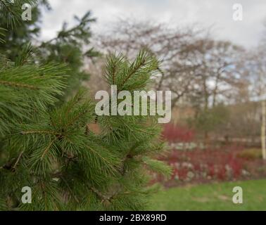 Neuer Frühling Wachstum auf einem Morinda oder West Himalaya Fichte Baum (Picea smithiana) in einem Garten in ländlichen Devon, England, Großbritannien Stockfoto