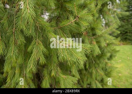 Neuer Frühling Wachstum auf einem Morinda oder West Himalaya Fichte Baum (Picea smithiana) in einem Garten in ländlichen Devon, England, Großbritannien Stockfoto