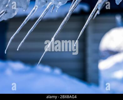 Nahaufnahme Foto von Schnee und gebogenen Eiszapfen hängen vom Dach nicht , verschwommen blaue Wand des Holzhauses im Hintergrund. Nordschweden. Lappland Stockfoto