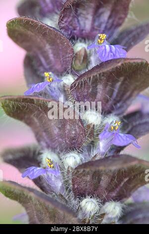 Ajuga pyramidalis, allgemein bekannt als pyramidal bugle Stockfoto