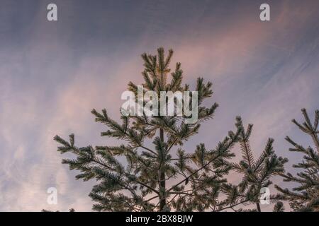 Spitzen von sehr jungen Kiefern, nur 2-3 Meter hoch, bedeckt von frischem, weichen weißen Schnee. Die Sonne geht gerade jetzt unter, halb klarer Himmel. Gold, Weiß und Rose Stockfoto