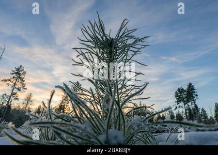 Ein Jahr junge Kiefer im Wald, bedeckt von Neuschnee und Reif, frischer weicher weißer Schnee, sehr kalter Wintertag in Nordschweden, L Stockfoto