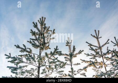 Spitzen von sehr jungen Kiefern, nur 2-3 Meter hoch, bedeckt von frischem, weichen weißen Schnee. Die Sonne geht gerade jetzt unter, halb klarer Himmel. Gold, Weiß und Rose Stockfoto