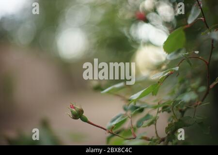 Geschlossene Knospe auf dem Busch der roten Rosenblüten im Sommergarten. Stockfoto