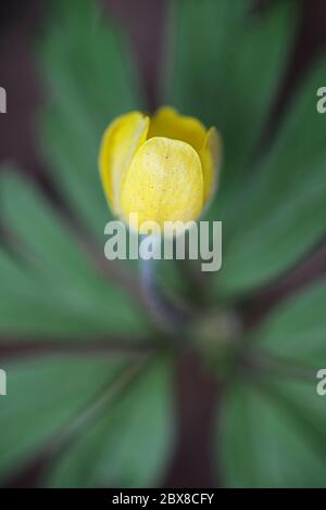 Anemone ranunculoides, die gelbe Waldanemone, Wildpflanze aus Finnland Stockfoto