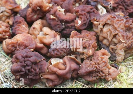 Gyromitra esculenta, bekannt als False Morel, tödlicher giftiger Pilz aus Finnland Stockfoto