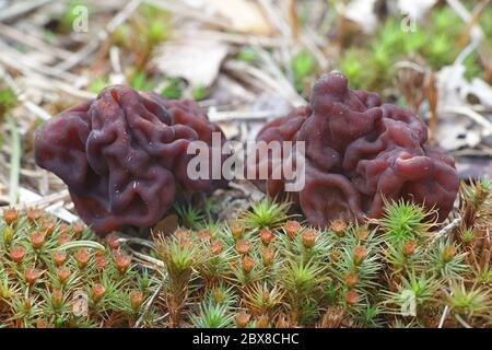 Falscher Morel, Gyromitra esculenta, tödlicher giftiger Pilz aus Finnland Stockfoto