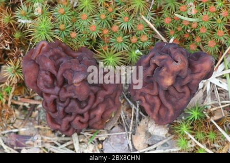 Gyromitra esculenta, bekannt als False Morel, tödlicher giftiger Pilz aus Finnland Stockfoto