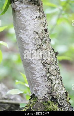 Glatte Borstenhalterung, Phellinus laevigatus, wilder Pilz aus Finnland Stockfoto