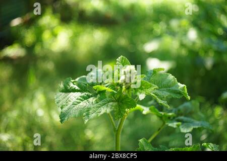 Grüne Klette wächst in einem Frühlingsgarten, Nahaufwachsblätter. Stockfoto