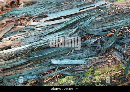 Chlorociboria aeruginascens, Grüner Elfbecher, hat verfallende Holz bläulich grün gefärbt Stockfoto