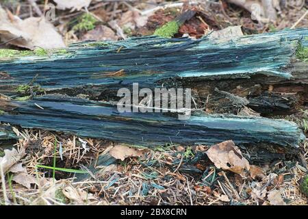 Chlorociboria aeruginascens, Grüner Elfbecher, hat verfallende Holz bläulich grün gefärbt Stockfoto