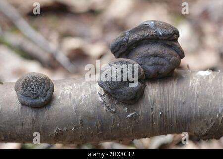 Daldinia concentrica, bekannt als König Alfred's Kuchen, Kohlebälle und Kohlepilz Stockfoto