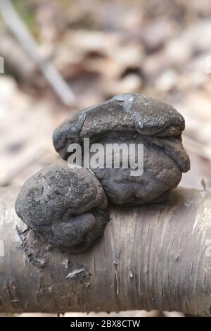 Daldinia concentrica, bekannt als König Alfred's Kuchen, Krampen und Kohlepilz Stockfoto