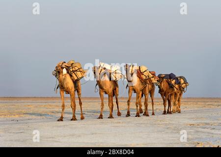 Dromedare transportieren Steinsalz aus den Salzbrüchen am Assale Salzsee zum Markt in Berhale, Danakil Valley, Afar Region, Äthiopien Stockfoto