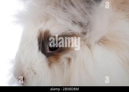 Angora vor weißem Hintergrund Stockfoto