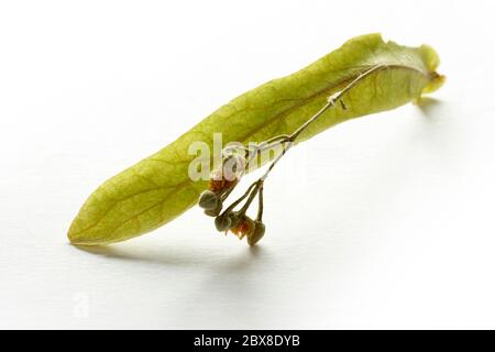 Trockene Lindenblüten und Blätter Stockfoto