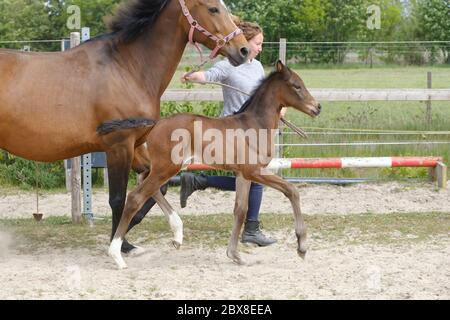 Kleines braunes Fohlen, Trasts neben der Mutter, eine Woche alt, tagsüber mit einer ländlichen Landschaft. Stockfoto