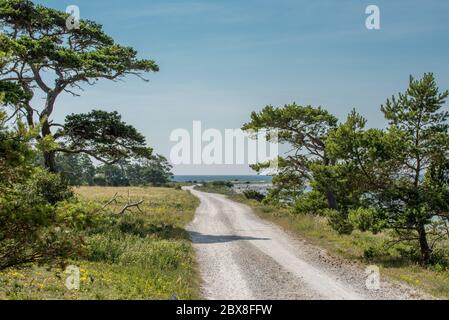 Typische karge Kalksteinlandschaft auf der Ostseeinsel Fårö in Gotland, Schweden Stockfoto