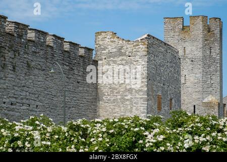 Visby mit seiner berühmten Stadtmauer aus dem 13. Jahrhundert ist ein UNESCO-Weltkulturerbe auf Gotland in Schweden. Stockfoto