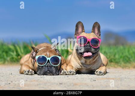 Entzückende süße glückliche französische Bulldogge Hunde tragen Sonnenbrille im Sommer vor der Wiese und blauen Himmel an heißen Tag Stockfoto