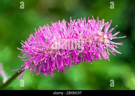 Rosa Nahaufnahme Blume Sanguisorba obtusa Stockfoto