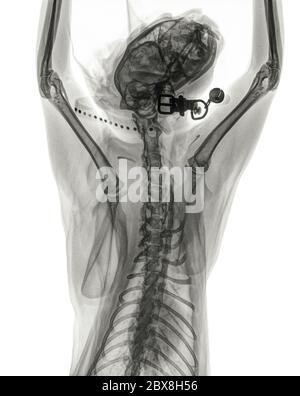 Digitale dorso-ventrale Röntgenaufnahme des Thorax, der Vorderbeine und des Kopfes einer normalen Katze mit Halsband und Katzenglocke. Isoliert auf Weiß Stockfoto