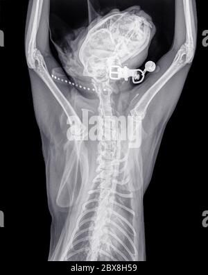 Digitale dorso-ventrale Röntgenaufnahme des Thorax, der Vorderbeine und des Kopfes einer normalen Katze mit Halsband und Katzenglocke. Isoliert auf Schwarz Stockfoto