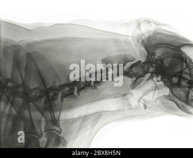 Digitale Röntgenaufnahme der Halsseite eines Hundes mit normalen Halswirbeln. Der dunkle Streifen unter den Wirbeln ist die Trachea. Rechts ist der Schädel Stockfoto