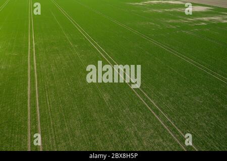 Luftaufnahme des grünen Feldes mit Traktorgleisen Stockfoto