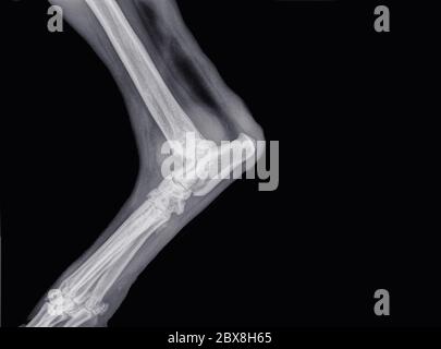 Röntgenaufnahme von Arthrose oder Artrose im Ellenbogen (Ulna, Humerus und Radius) eines Hundes Stockfoto