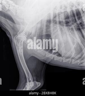 Laterale Röntgenaufnahme des vorderen Teils eines Hundes mit Knochenkrebs (Osteosarkom) im oberen Teil des Oberarmknochens. Isoliert auf Schwarz Stockfoto