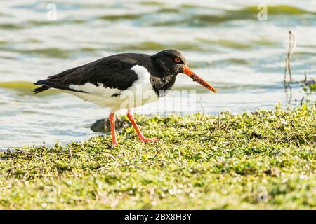 Ein Eurasischer Austernfischer, gesehen im Slimbridge Wetland Centre, Gloucestershire, England, Großbritannien. Stockfoto