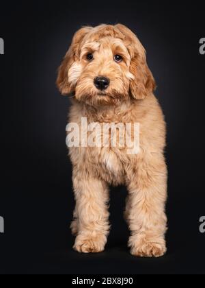 Niedlicher Labradoodle-Pup, der vorne steht. Blick auf Kamera mit droopy Augen. Isoliert auf schwarzem Hintergrund. Stockfoto