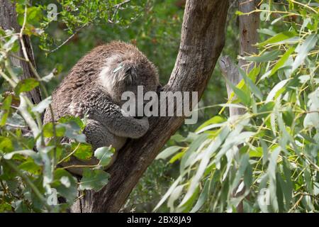 Koala (Phascolarctos cinereus) auf einem Eukalyptusbaum ruhend, im Koala Conservation Centre auf Phillip Island, Australien Stockfoto