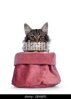 Niedliche junge schwarze gestromte Norwegische Waldkatze Kätzchen, sitzt vor der Vorderseite in rosa Samttasche. Blick über den Rand mit grünen / braunen Augen in Richtung Stockfoto