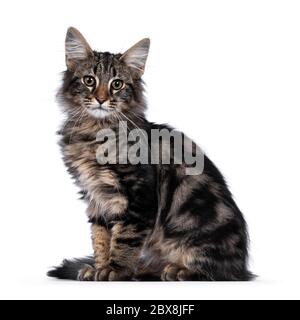 Niedliche junge schwarze gestromte Norwegische Waldkatze Kätzchen, sitzende Seitenwege. Mit grünen / braunen Augen zur Kamera schauen. Isoliert auf weißem Hintergrund Stockfoto
