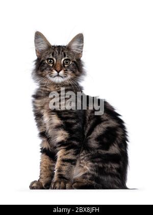 Niedliche junge schwarze gestromte Norwegische Waldkatze Kätzchen, sitzende Seitenwege. Mit grünen / braunen Augen zur Kamera schauen. Isoliert auf weißem Hintergrund Stockfoto