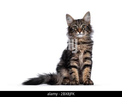 Niedliches junges, schwarzes Norwegisches Waldkatzenkätzchen mit gestromten Blotched, das vorne sitzt. Mit grünen / braunen Augen zur Kamera schauen. Isoliert auf weißem BA Stockfoto