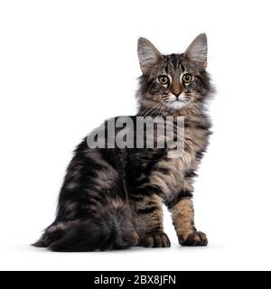 Niedliche junge schwarze gestromte Norwegische Waldkatze Kätzchen, sitzende Seitenwege. Mit grünen / braunen Augen zur Kamera schauen. Isoliert auf weißem Hintergrund Stockfoto