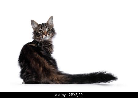 Niedliches junges, schwarzes, gestromtes Norwegisches Waldkatzenkätzchen, das rückwärts sitzt. Blick über die Schulter mit grünen / braunen Augen zur Kamera. Isoliert Stockfoto