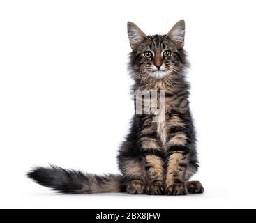 Niedliches junges, schwarzes Norwegisches Waldkatzenkätzchen mit gestromten Blotched, das vorne sitzt. Mit grünen / braunen Augen zur Kamera schauen. Isoliert auf weißem BA Stockfoto