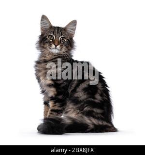 Niedliche junge schwarze gestromte Norwegische Waldkatze Kätzchen, sitzende Seitenwege. Mit grünen / braunen Augen zur Kamera schauen. Isoliert auf weißem Hintergrund Stockfoto