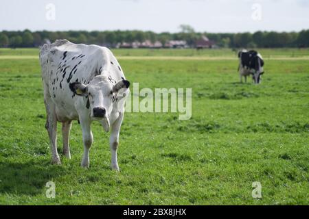 Zwei Kühe auf einer frischen grünen Wiese in den Niederlanden. Linke weiße Kuh schaut in die Kamera die andere grast, der Hof ist im Hintergrund Stockfoto