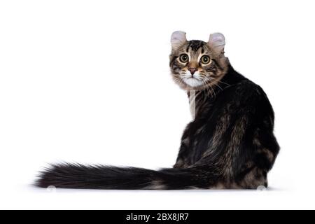 Bezauberndes American Curl Kätzchen, mit dem Rücken zur Kamera sitzend und direkt auf das Objektiv blickend Stockfoto