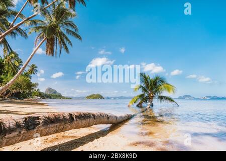 Stamm der gefallenen Palme, die im Lagunenwasser am sandigen Corong Beach, El Nido, Palawan, Philippinen liegt Stockfoto